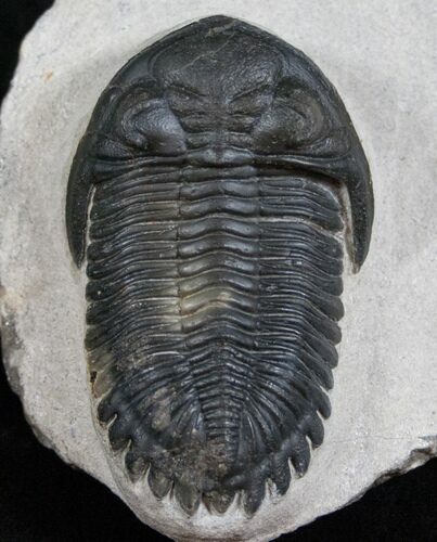 Large Hollardops Trilobite #13731